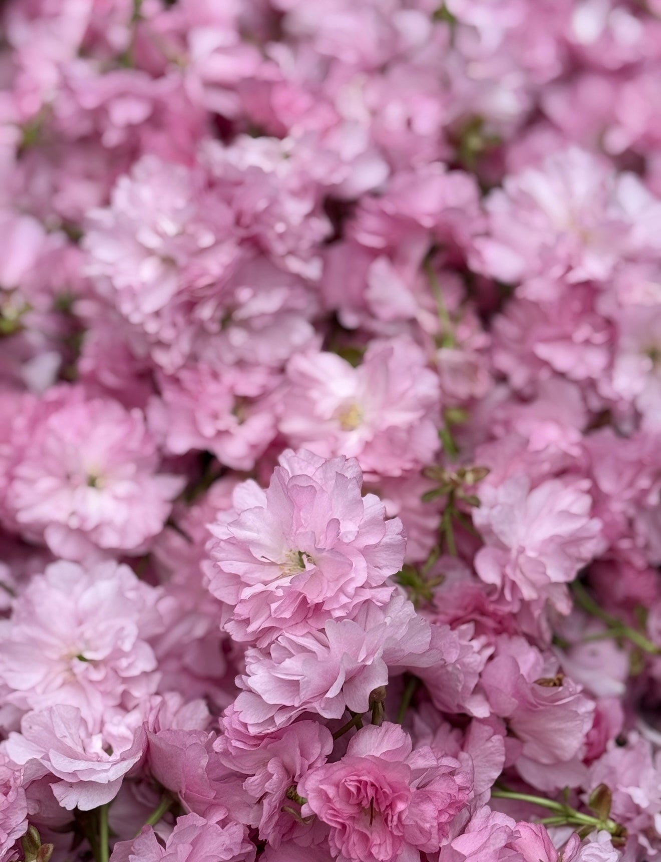 丹沢ボタニカル 八重桜煎茶 苺入り【数量限定生産】